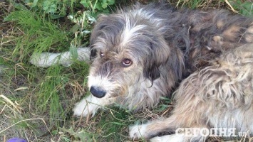 На Киевщине бойцовский пес растерзал полудомашнюю собаку