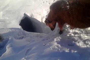 Пользователей Сети заинтриговало видео с коровами ныряющими в снег