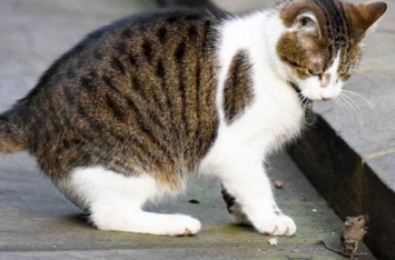 Главного кота Британии застали за должностным преступлением