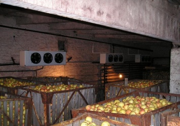 Яблоки хранятся около 10 месяцев, прежде чем попадают на прилавок