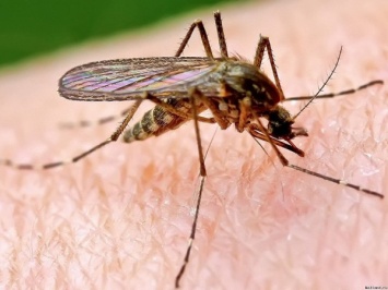 Днепрян уже массово кусают комары