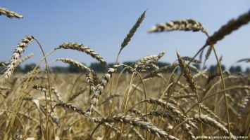 В Турции не подтверждают ограничения на импорт российской пшеницы
