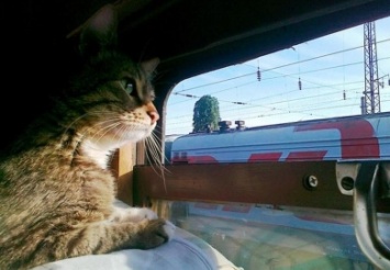ПЖД напоминает правила перевозки животных в поездах