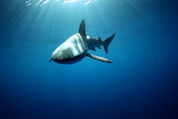 Экстремалы искупались в компании акулы в открытом океане (видео)