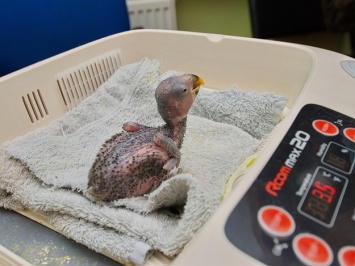 Спасли от беспокойной мамаши: в экопарке родился первый благородный попугай из инкубатора
