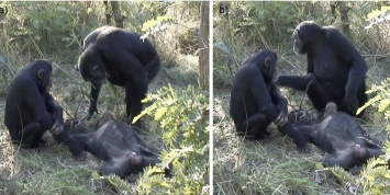Ученые увидели, как самка шимпанзе стала ухаживать за мертвым сородичем