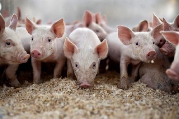 В Крыму нашли виновного во вспышке африканской чумы свиней