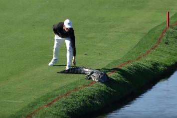 Игрок в гольф прогнал аллигатора с поля (видео)