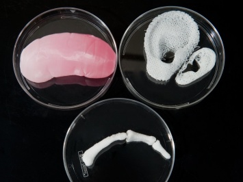 У ученых появилась «коллекция» искусственных органов