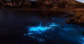 Ученые объяснили природу загадочного свечения морской воды в заливе Тасмании