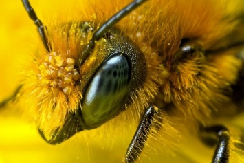 Антибиотики стали причиной вымирания пчел