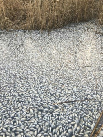 В пруду на Полтавщине обнаружили тысячи мертвых рыб (фото)
