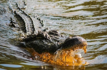 В Африке крокодил съел футболиста во время тренировки