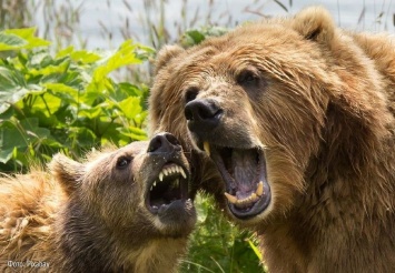 Медведи оказались кровожадными охотниками (ВИДЕО)