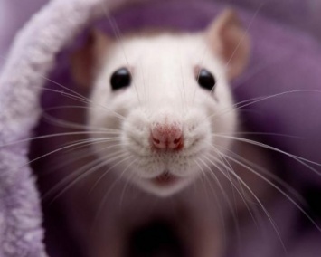 Ученые: Крысы смеются с помощью ушей