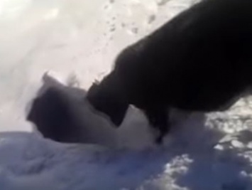 В Казахстане появились коровы, которые зимуют в берлоге (видео)