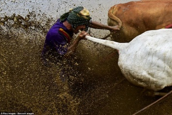 Укусить быка за хвост, чтобы бежал быстрее: на Суматре прошли традиционные гонки на быках