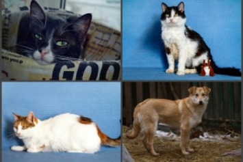 Джеки, Денни, Канди, Лумия и Мишка: четыре котика и собака, которые ищут дом