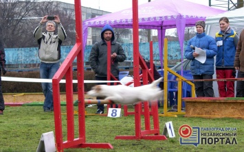 В Павлограде собаки соревновались в прохождении полосы препятствий (ФОТО)