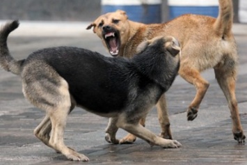 На жительницу Николаева с дочкой на Намыве напали бродячие собаки (ФОТО)