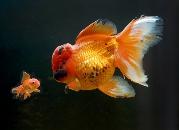 Житель Лондона владеет золотой рыбкой весом больше килограмма