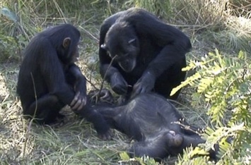 Похоронный ритуал шимпанзе удивил ученых