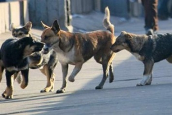 Пока чиновники делят портфели, в Сумах растет численность бездомных собак
