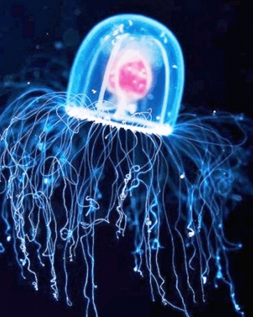Океанологи обнаружили медузу, способную жить вечно