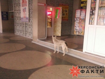 Фотофакт. На херсонском автовокзале людям предлагают "собачий" сервис