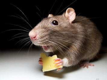 У мышей выявлен механизм заразительной чесотки