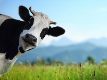 Ученые разработали метод диагностики опасной инфекции коров
