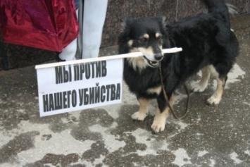 Шесть млн. гривен на умерщвление: харьковские зоозащитники призывают остановить официальные убийства котов и собак