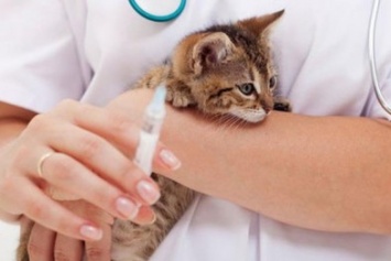 В Харькове стартовала плановая вакцинация домашних животных против бешенства