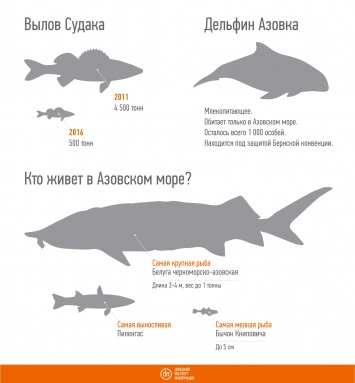 В Азовском море вылавливают только тюльку, хамсу и бычка (инфографика)