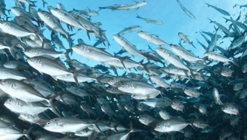 WWF: К 2048 году на Земле может исчезнуть вся рыба