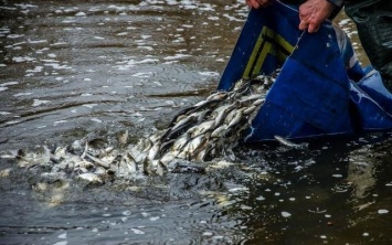 В Днепр выпускают рыб-мелиораторов