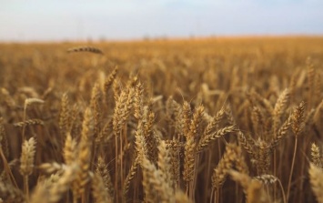 Турция допустила полную остановку поставок российской пшеницы