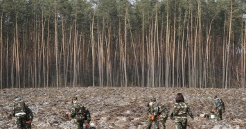 Под Киевом высадят 24 тысячи сосен, дубов и берез