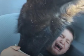Наглая лама отобрала еду у мальчика, реакция ребенка оказалась бурной (видео)