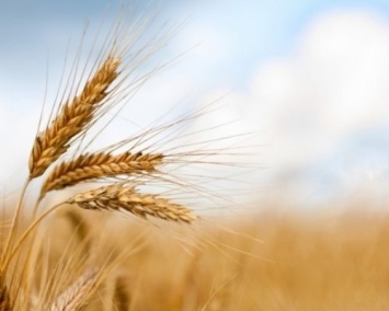 В Новосибирске выпустили приложение для оценки качества пшеницы