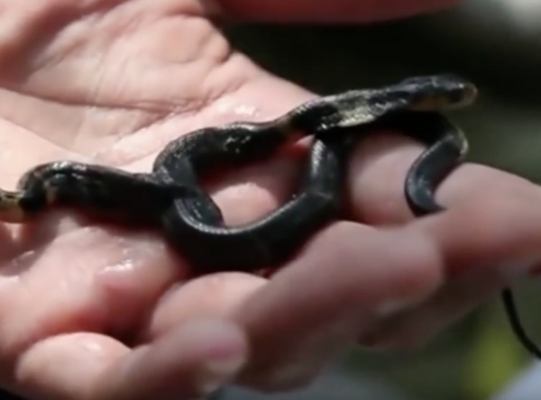 В Китае обнаружена двуглавая кобра