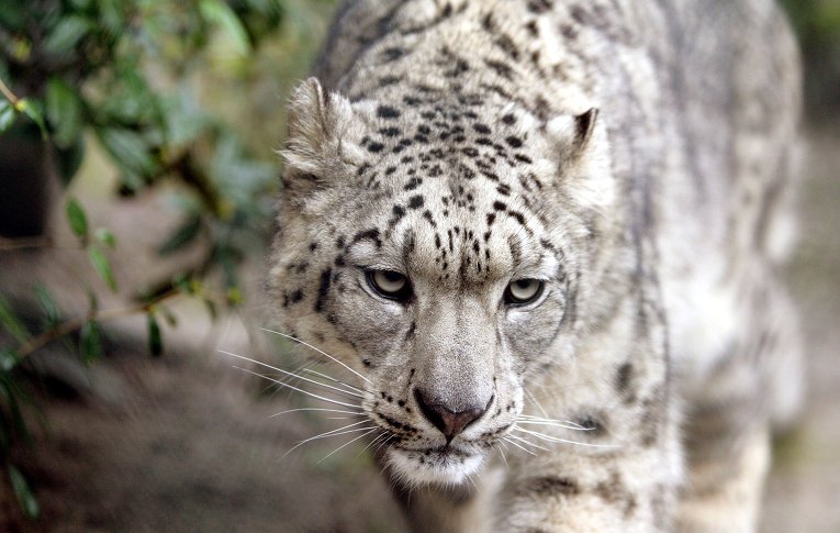 В лесах России и Китая обитает не менее 80 дальневосточных леопардов