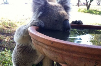 В Австралии ученые установили поилки для коал