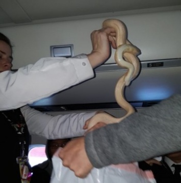 На Аляске на борту авиакомпании в полете обнаружили змею (фото)