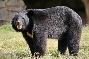 В Хабаровском крае ученые прогнозирую вымирание гималайских медведей