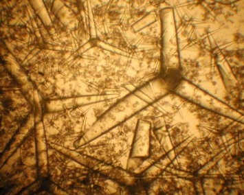 Российские ученые провели исследование древнейших многоклеточных организмов