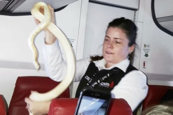 Храбрая стюардесса поймала змею в пассажирском самолете