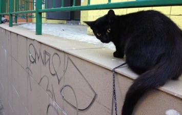 В Киеве запретят ловить бездомных кошек