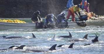 Голодные дельфины лишают итальянских рыбаков улова