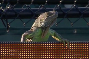 Огромная ящерица сорвала теннисный матч в Майями